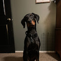 Southhwest Veterinary Urgent Care Review