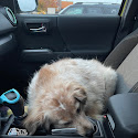Southhwest Veterinary Urgent Care Review