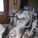 Southhwest Veterinary Urgent Care Review