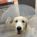 Southhwest Veterinary Urgent Care Review