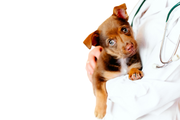 Southhwest Veterinary Urgent Care