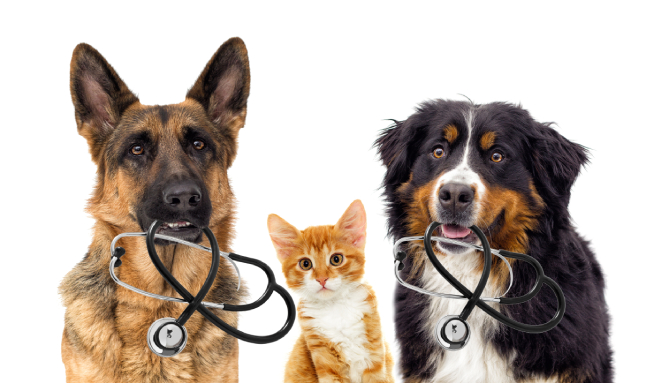Southhwest Veterinary Urgent Care